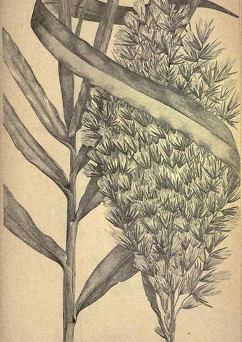 Reproducción/Reproduction 49579416577: The agricultural grasses and forage plants of the United States;. Washington :Govt. print. off.,1889.. 