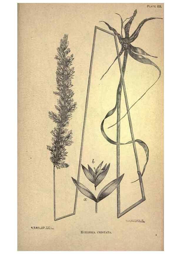 Reproducción/Reproduction 49579190841: The agricultural grasses and forage plants of the United States;. Washington :Govt. print. off.,1889.. 