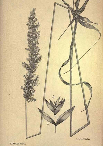 Reproducción/Reproduction 49579190841: The agricultural grasses and forage plants of the United States;. Washington :Govt. print. off.,1889.. 