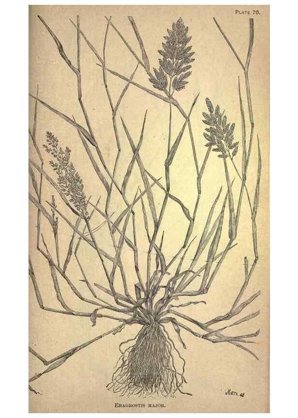 Reproducción/Reproduction 49579191141: The agricultural grasses and forage plants of the United States;. Washington :Govt. print. off.,1889.. 