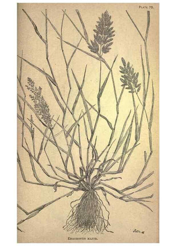 Reproducción/Reproduction 49579191141: The agricultural grasses and forage plants of the United States;. Washington :Govt. print. off.,1889.. 