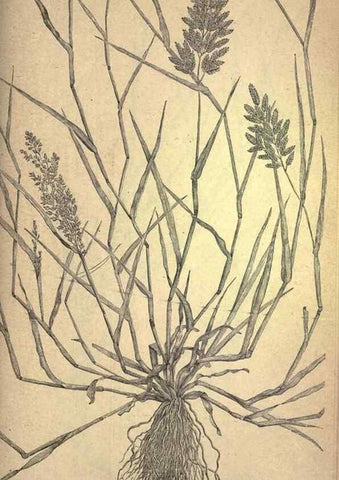 Reproducción/Reproduction 49579191141: The agricultural grasses and forage plants of the United States;. Washington :Govt. print. off.,1889.. 