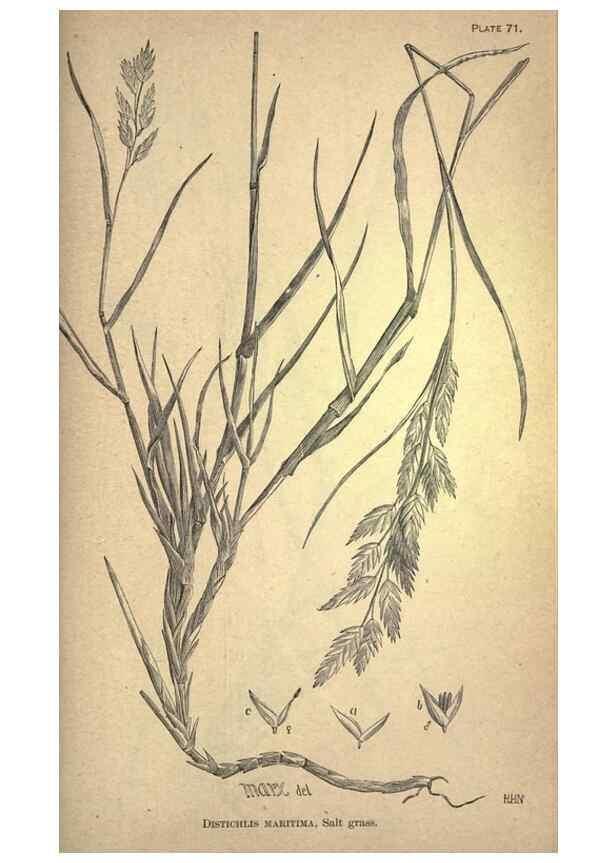 Reproducción/Reproduction 49578687443: The agricultural grasses and forage plants of the United States;. Washington :Govt. print. off.,1889.. 