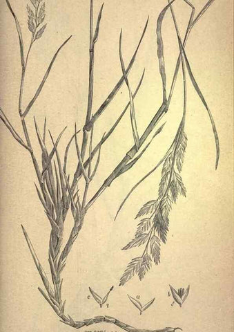 Reproducción/Reproduction 49578687443: The agricultural grasses and forage plants of the United States;. Washington :Govt. print. off.,1889.. 