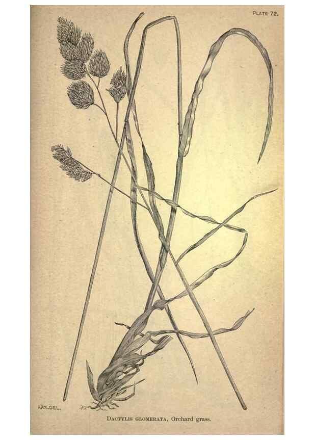 Reproducción/Reproduction 49578687658: The agricultural grasses and forage plants of the United States;. Washington :Govt. print. off.,1889.. 