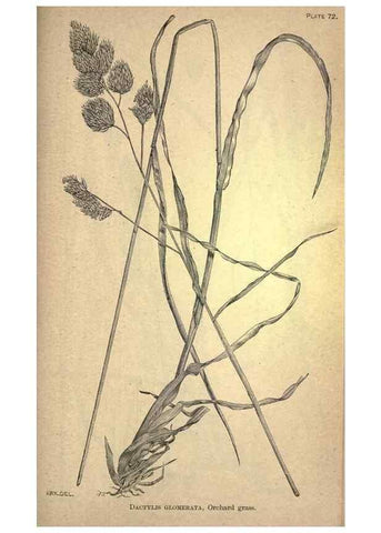 Reproducción/Reproduction 49578687658: The agricultural grasses and forage plants of the United States;. Washington :Govt. print. off.,1889.. 