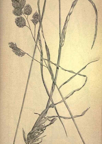 Reproducción/Reproduction 49578687658: The agricultural grasses and forage plants of the United States;. Washington :Govt. print. off.,1889.. 