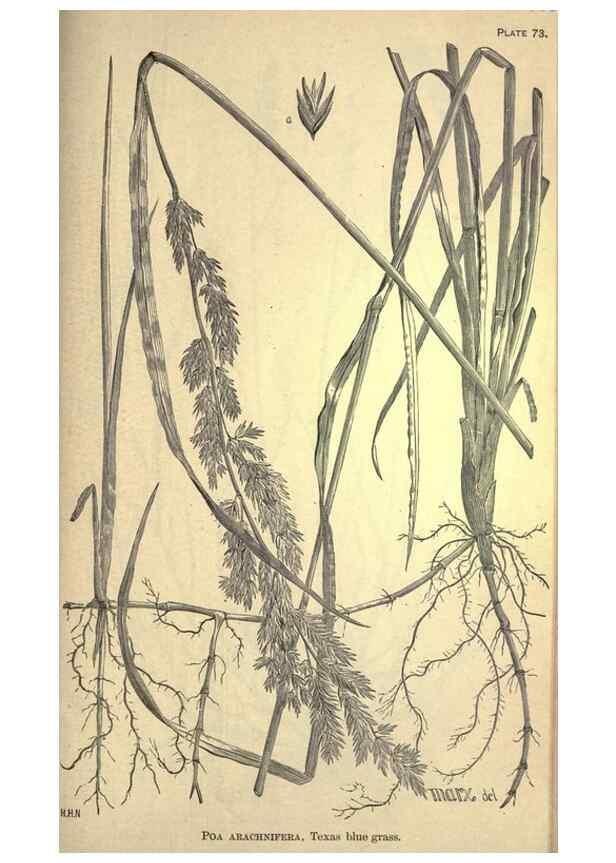 Reproducción/Reproduction 49579191956: The agricultural grasses and forage plants of the United States;. Washington :Govt. print. off.,1889.. 