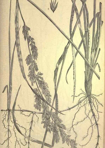 Reproducción/Reproduction 49579191956: The agricultural grasses and forage plants of the United States;. Washington :Govt. print. off.,1889.. 