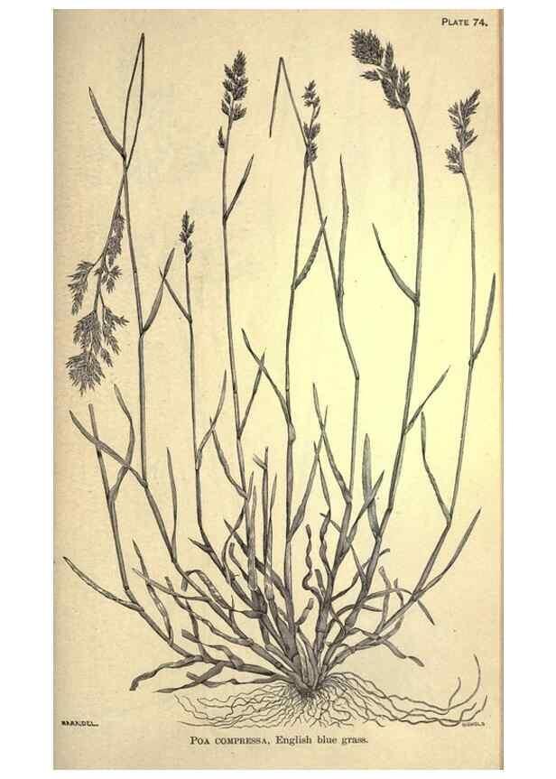 Reproducción/Reproduction 49579418217: The agricultural grasses and forage plants of the United States;. Washington :Govt. print. off.,1889.. 