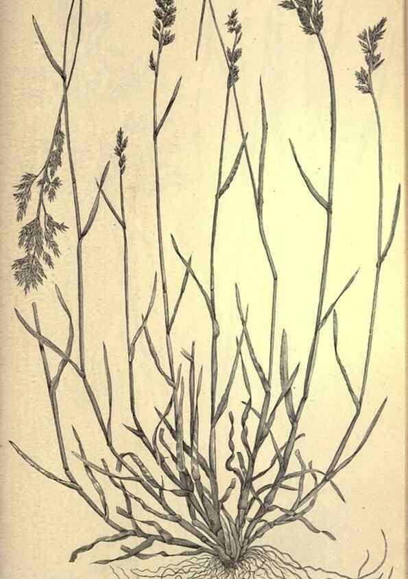 Reproducción/Reproduction 49579418217: The agricultural grasses and forage plants of the United States;. Washington :Govt. print. off.,1889.. 