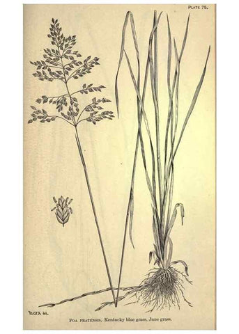Reproducción/Reproduction 49578688503: The agricultural grasses and forage plants of the United States;. Washington :Govt. print. off.,1889.. 