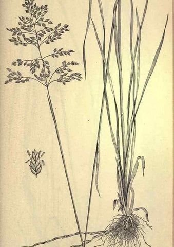 Reproducción/Reproduction 49578688503: The agricultural grasses and forage plants of the United States;. Washington :Govt. print. off.,1889.. 