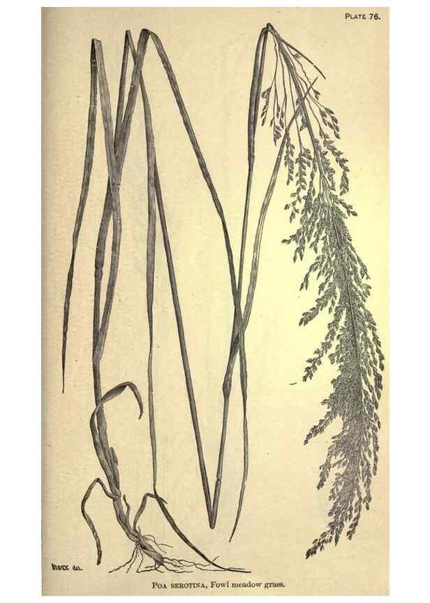 Reproducción/Reproduction 49578688863: The agricultural grasses and forage plants of the United States;. Washington :Govt. print. off.,1889.. 