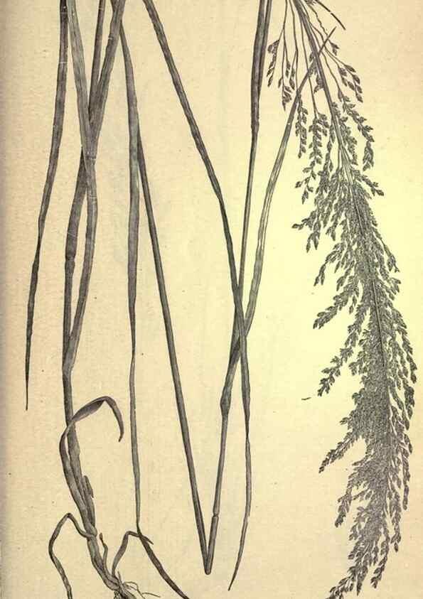 Reproducción/Reproduction 49578688863: The agricultural grasses and forage plants of the United States;. Washington :Govt. print. off.,1889.. 