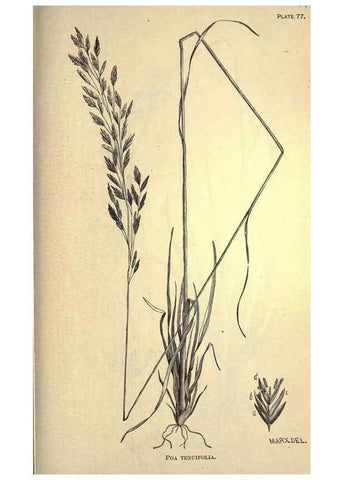 Reproducción/Reproduction 49578689118: The agricultural grasses and forage plants of the United States;. Washington :Govt. print. off.,1889.. 