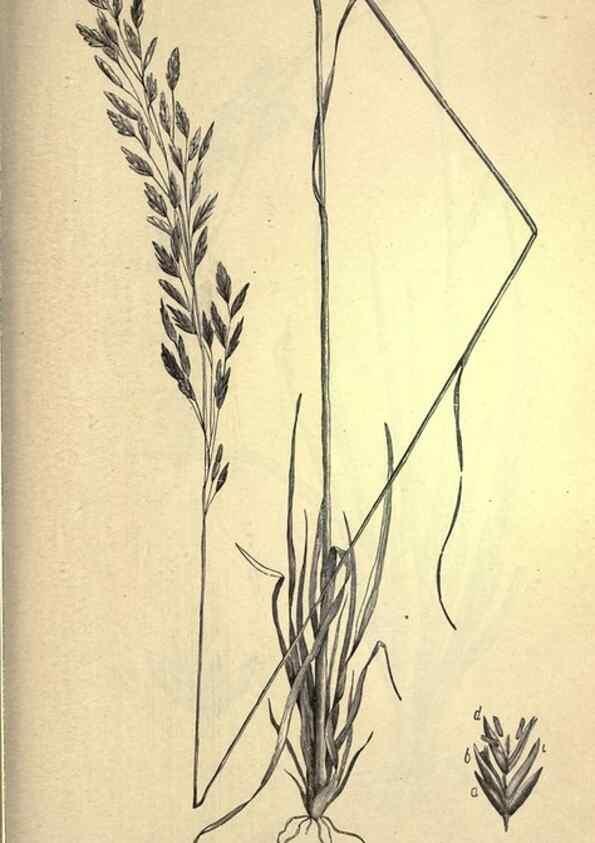 Reproducción/Reproduction 49578689118: The agricultural grasses and forage plants of the United States;. Washington :Govt. print. off.,1889.. 