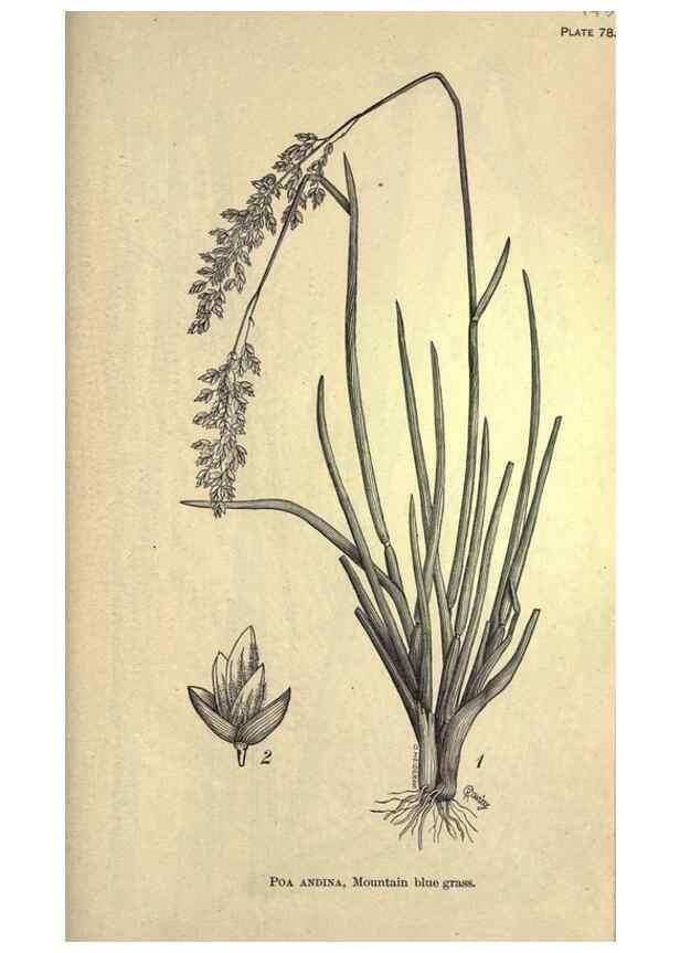 Reproducción/Reproduction 49579419417: The agricultural grasses and forage plants of the United States;. Washington :Govt. print. off.,1889.. 
