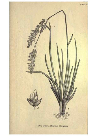 Reproducción/Reproduction 49579419417: The agricultural grasses and forage plants of the United States;. Washington :Govt. print. off.,1889.. 