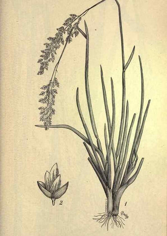 Reproducción/Reproduction 49579419417: The agricultural grasses and forage plants of the United States;. Washington :Govt. print. off.,1889.. 