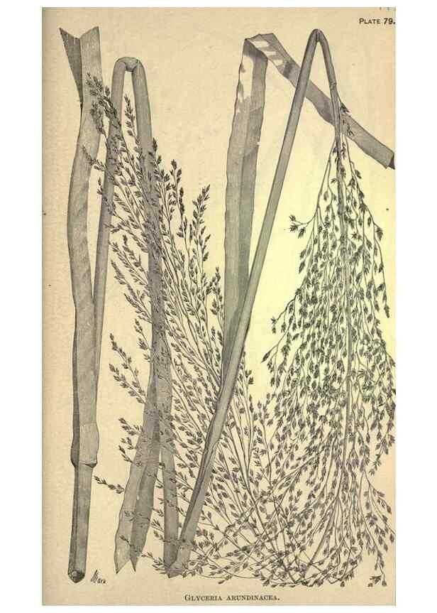 Reproducción/Reproduction 49579193741: The agricultural grasses and forage plants of the United States;. Washington :Govt. print. off.,1889.. 