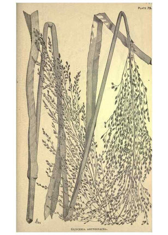 Reproducción/Reproduction 49579193741: The agricultural grasses and forage plants of the United States;. Washington :Govt. print. off.,1889.. 