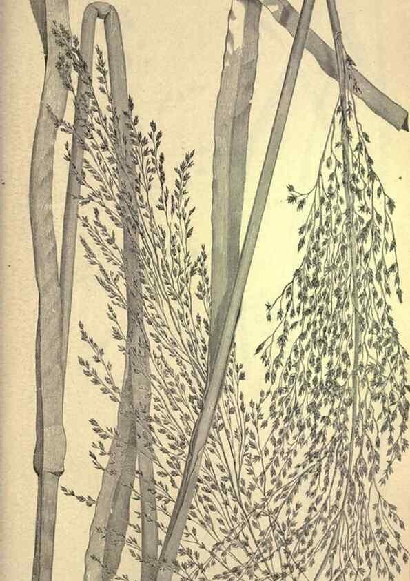 Reproducción/Reproduction 49579193741: The agricultural grasses and forage plants of the United States;. Washington :Govt. print. off.,1889.. 