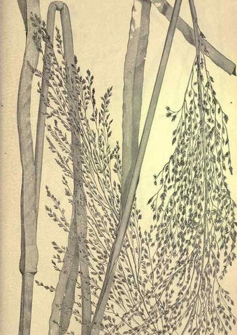 Reproducción/Reproduction 49579193741: The agricultural grasses and forage plants of the United States;. Washington :Govt. print. off.,1889.. 