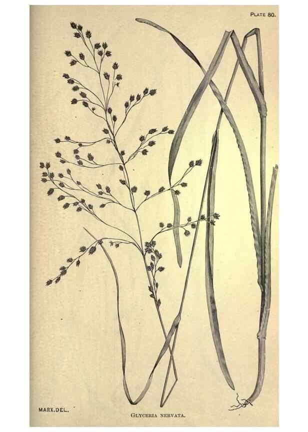Reproducción/Reproduction 49579419982: The agricultural grasses and forage plants of the United States;. Washington :Govt. print. off.,1889.. 