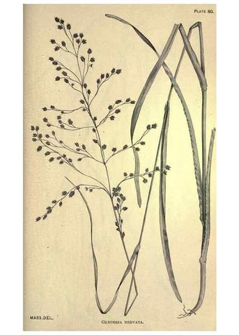 Reproducción/Reproduction 49579419982: The agricultural grasses and forage plants of the United States;. Washington :Govt. print. off.,1889.. 