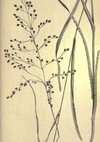 Reproducción/Reproduction 49579419982: The agricultural grasses and forage plants of the United States;. Washington :Govt. print. off.,1889.. 