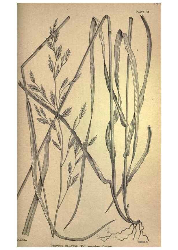 Reproducción/Reproduction 49578690278: The agricultural grasses and forage plants of the United States;. Washington :Govt. print. off.,1889.. 