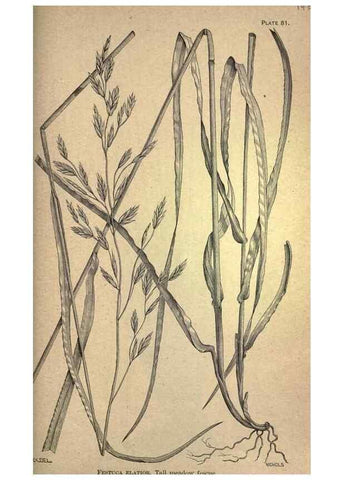 Reproducción/Reproduction 49578690278: The agricultural grasses and forage plants of the United States;. Washington :Govt. print. off.,1889.. 