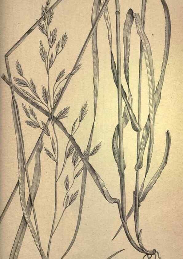 Reproducción/Reproduction 49578690278: The agricultural grasses and forage plants of the United States;. Washington :Govt. print. off.,1889.. 