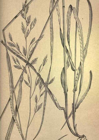 Reproducción/Reproduction 49578690278: The agricultural grasses and forage plants of the United States;. Washington :Govt. print. off.,1889.. 