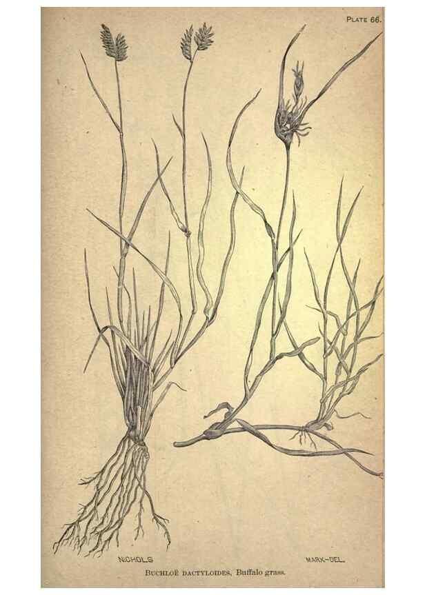 Reproducción/Reproduction 49579189866: The agricultural grasses and forage plants of the United States;. Washington :Govt. print. off.,1889.. 