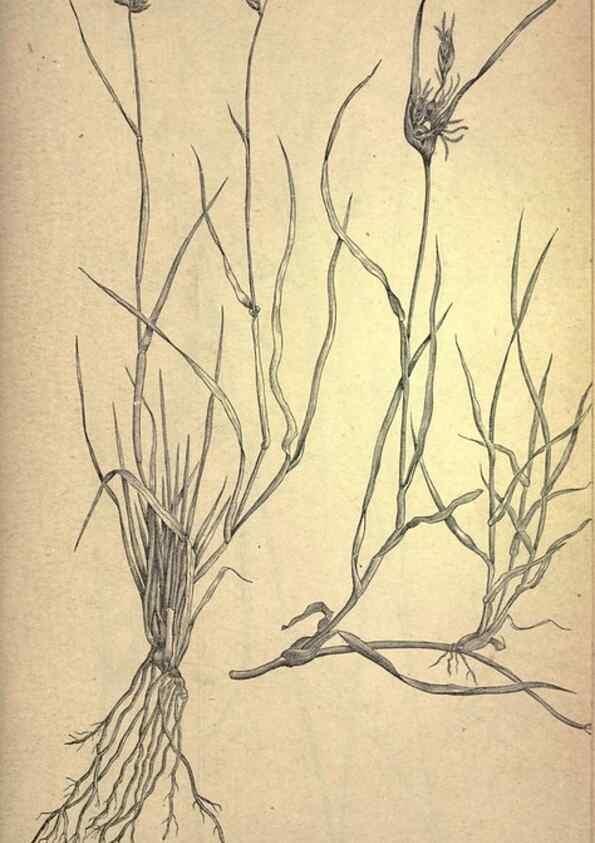 Reproducción/Reproduction 49579189866: The agricultural grasses and forage plants of the United States;. Washington :Govt. print. off.,1889.. 