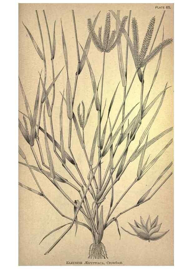 Reproducción/Reproduction 49578685658: The agricultural grasses and forage plants of the United States;. Washington :Govt. print. off.,1889.. 