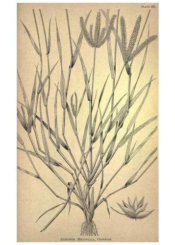 Reproducción/Reproduction 49578685658: The agricultural grasses and forage plants of the United States;. Washington :Govt. print. off.,1889.. 