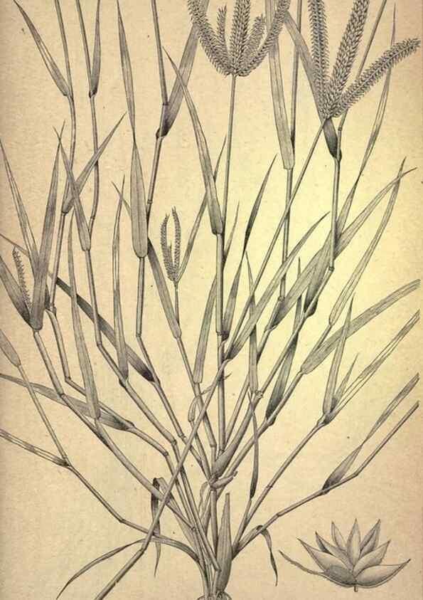 Reproducción/Reproduction 49578685658: The agricultural grasses and forage plants of the United States;. Washington :Govt. print. off.,1889.. 