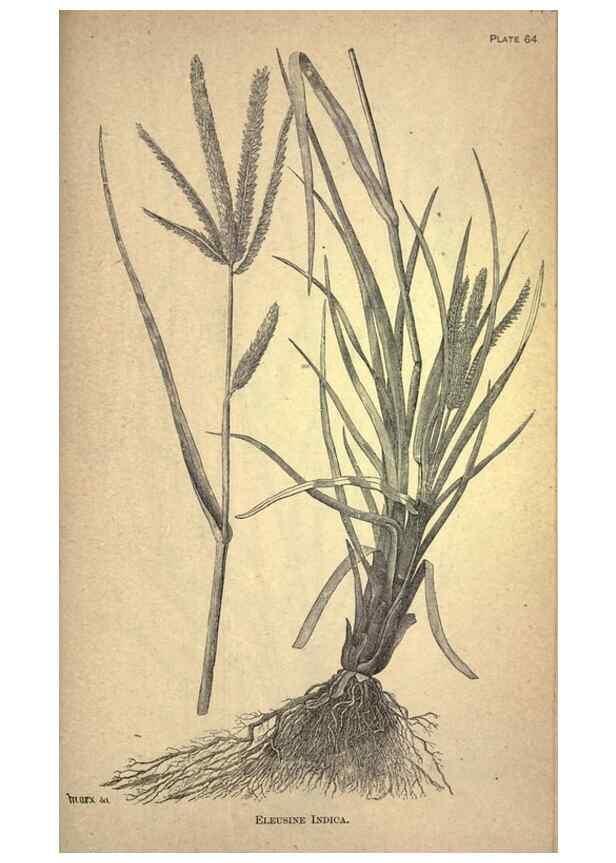 Reproducción/Reproduction 49579189371: The agricultural grasses and forage plants of the United States;. Washington :Govt. print. off.,1889.. 
