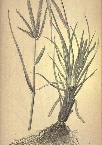 Reproducción/Reproduction 49579189371: The agricultural grasses and forage plants of the United States;. Washington :Govt. print. off.,1889.. 