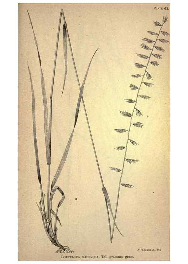 Reproducción/Reproduction 49579415112: The agricultural grasses and forage plants of the United States;. Washington :Govt. print. off.,1889.. 
