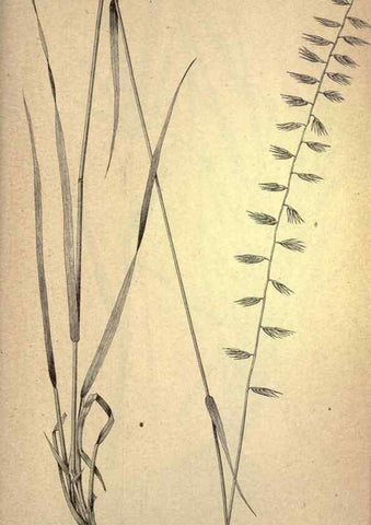 Reproducción/Reproduction 49579415112: The agricultural grasses and forage plants of the United States;. Washington :Govt. print. off.,1889.. 