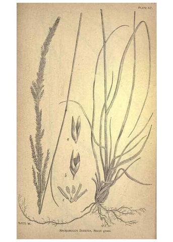Reproducción/Reproduction 49579184426: The agricultural grasses and forage plants of the United States;. Washington :Govt. print. off.,1889.. 