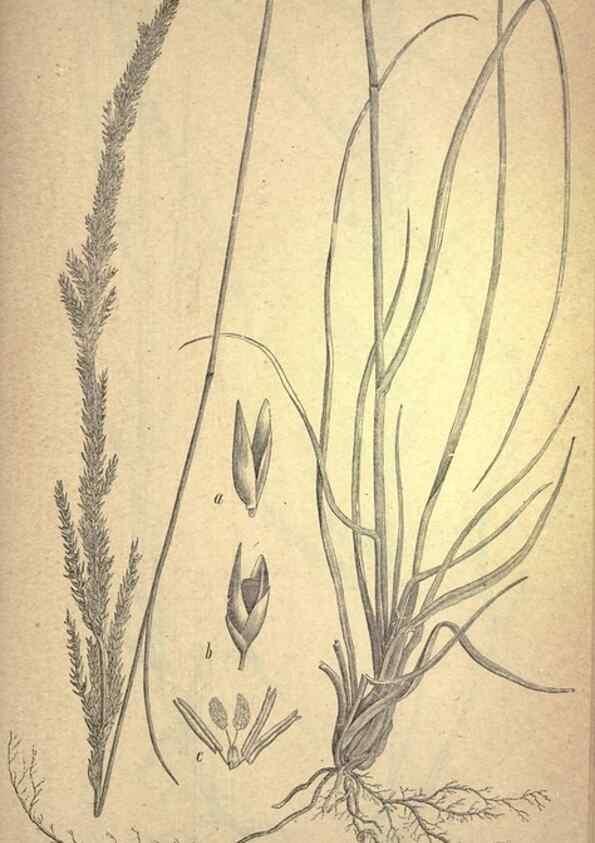 Reproducción/Reproduction 49579184426: The agricultural grasses and forage plants of the United States;. Washington :Govt. print. off.,1889.. 