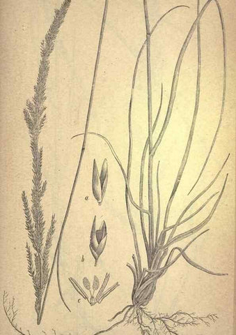 Reproducción/Reproduction 49579184426: The agricultural grasses and forage plants of the United States;. Washington :Govt. print. off.,1889.. 
