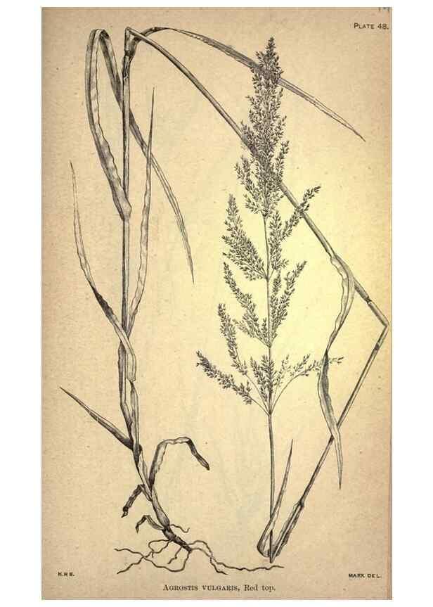 Reproducción/Reproduction 49579184796: The agricultural grasses and forage plants of the United States;. Washington :Govt. print. off.,1889.. 