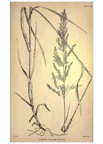 Reproducción/Reproduction 49579184796: The agricultural grasses and forage plants of the United States;. Washington :Govt. print. off.,1889.. 