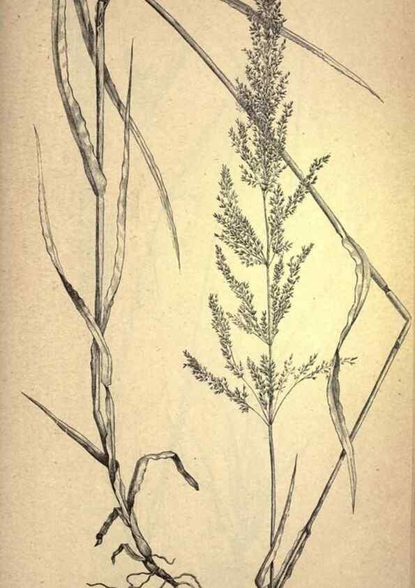 Reproducción/Reproduction 49579184796: The agricultural grasses and forage plants of the United States;. Washington :Govt. print. off.,1889.. 